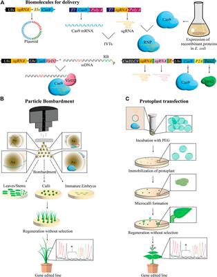 Advances in Delivery Mechanisms of CRISPR Gene-Editing Reagents in Plants